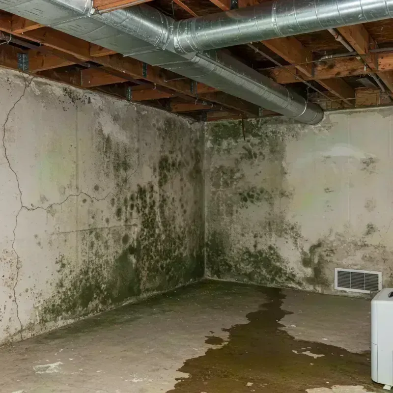 Professional Mold Removal in Hancock County, IA